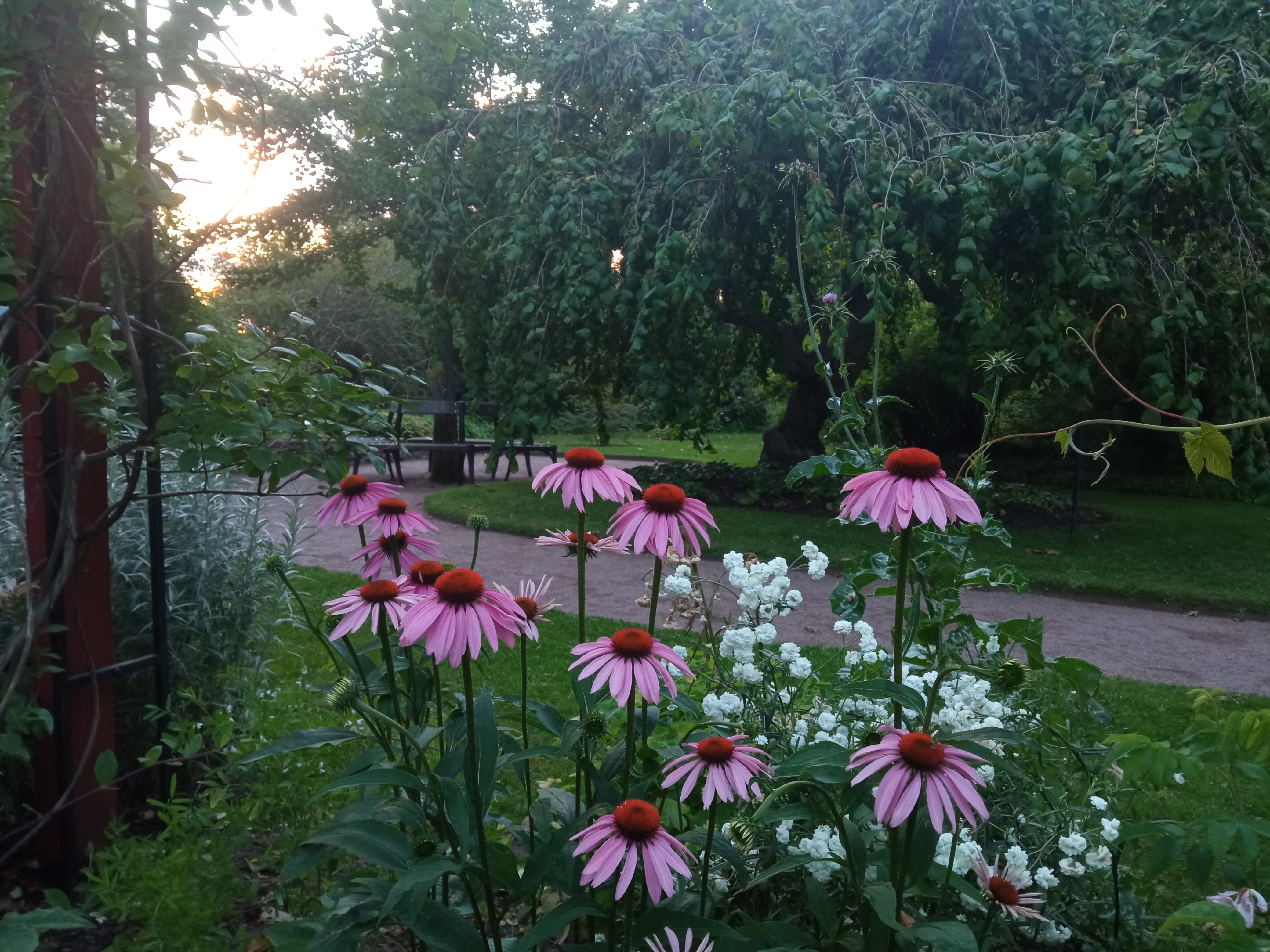 Göteborgs Botanical Garden